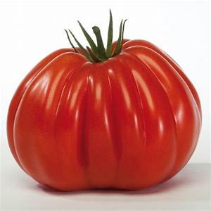 TOMATE  ancienne 66